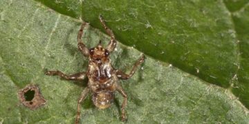 Клещ, блоха, вошь и муха с огромными глазами: Августовские вампиры выходят на охоту