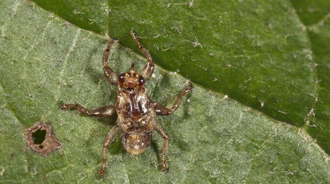 Клещ, блоха, вошь и муха с огромными глазами: Августовские вампиры выходят на охоту
