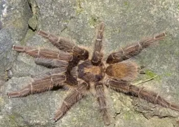 Новые виды тарантулов с самыми длинными гениталиями открыли ученые в Африке