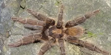 Новые виды тарантулов с самыми длинными гениталиями открыли ученые в Африке