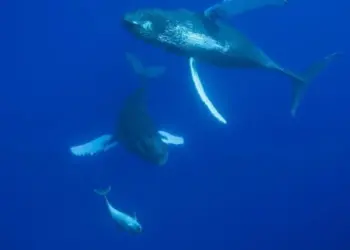 Ученые из Австралии рассказали, что киты и дельфины думают друг о друге