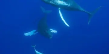 Ученые из Австралии рассказали, что киты и дельфины думают друг о друге