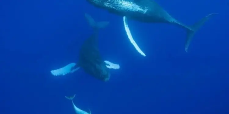 Ученые из Австралии рассказали, что киты и дельфины думают друг о друге