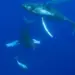 Ученые из Австралии рассказали, что киты и дельфины думают друг о друге