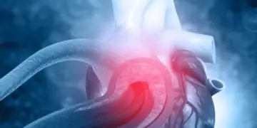 Ученые раскрыли, какой орган у людей стареет быстрее остальных