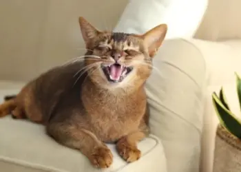 Ученые выяснили, что кошки тоже страдают деменцией