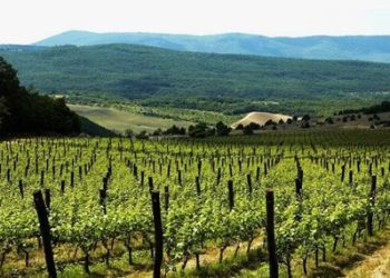 Виноградники в Крыму, сорта винограда