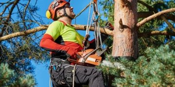 Деревья без стресса: профессиональные услуги арбористики для вашего участка