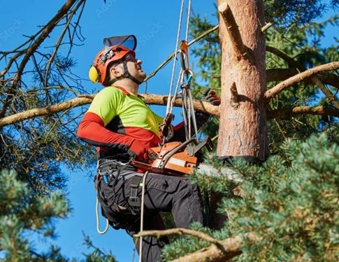 Деревья без стресса: профессиональные услуги арбористики для вашего участка