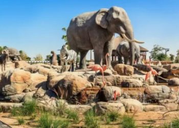 Сафари парк Дубай дикая сторона города которую стоит увидеть