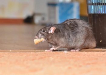 NYP: у крыс в Нью-Йорке выявили особый «акцент»