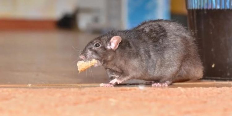 NYP: у крыс в Нью-Йорке выявили особый «акцент»