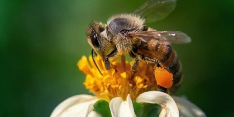 Ученые из Британии обнаружили в яде пчел натуральный ботокс