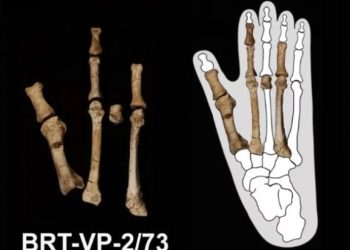 Ученые из США выяснили, чью ногу возрастом в 3,5 млн лет нашли в Эфиопии