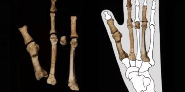 Ученые из США выяснили, чью ногу возрастом в 3,5 млн лет нашли в Эфиопии