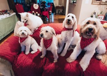 10 лучших пород собак для жизни в квартире