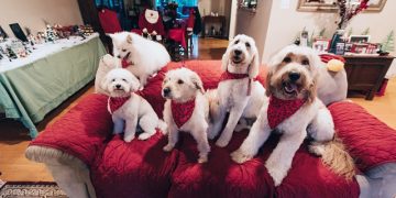 10 лучших пород собак для жизни в квартире