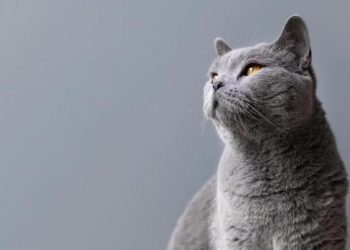 Биолог Шелдрейк заявил, что домашние питомцы могут вернуться после смерти