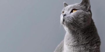 Биолог Шелдрейк заявил, что домашние питомцы могут вернуться после смерти