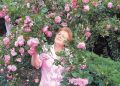 Крымские розы. Династия селекционеров Клименко вывела более 200 новых сортов