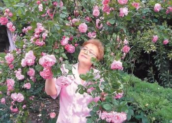 Крымские розы. Династия селекционеров Клименко вывела более 200 новых сортов