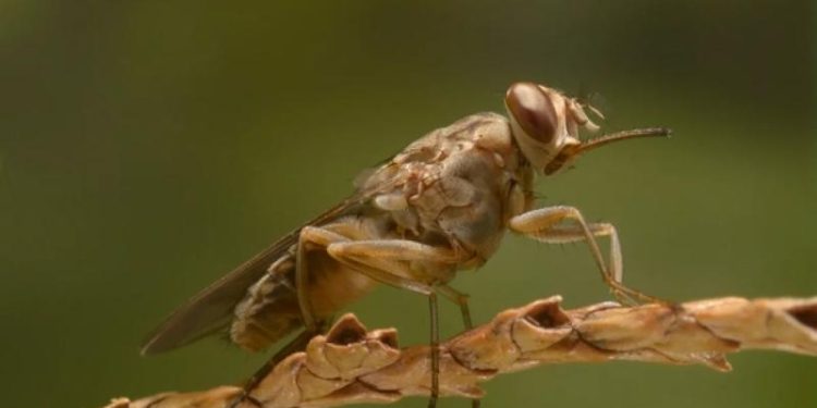 Ученые обеспокоены приближением к границам США плотоядной смертоносной мухи