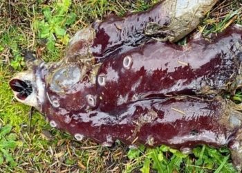 В Шотландии на популярный пляж выбросило загадочное существо с 7 щупальцами