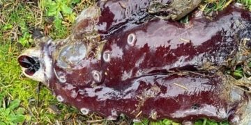 В Шотландии на популярный пляж выбросило загадочное существо с 7 щупальцами