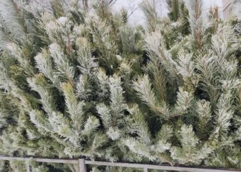 Врач Лоу рассказал, почему полезно ставить именно живую ель или сосну