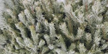 Врач Лоу рассказал, почему полезно ставить именно живую ель или сосну