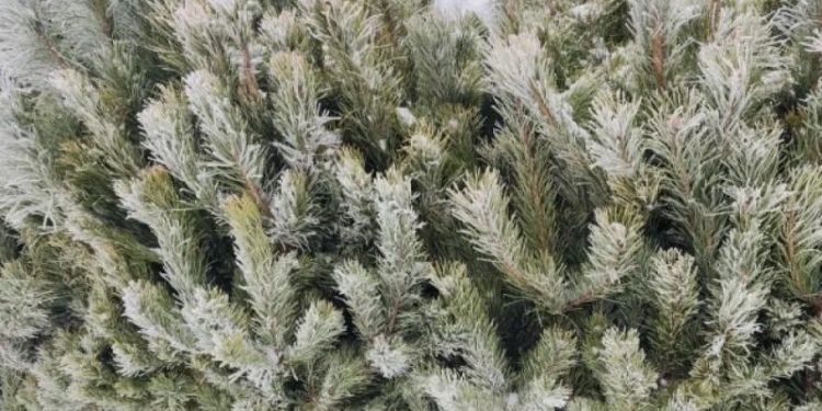 Врач Лоу рассказал, почему полезно ставить именно живую ель или сосну