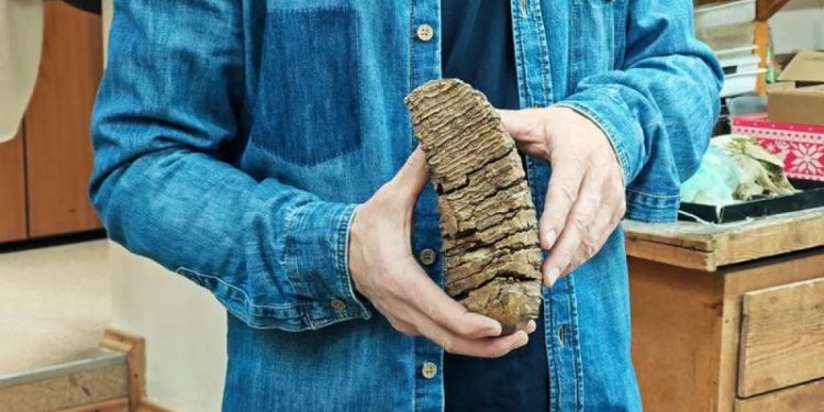 Диета с дефицитом. Стало ясно, почему вымерли мамонты в Сибири