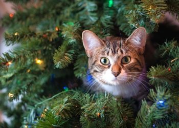 Куда сдать новогоднюю елку после праздников: советы по утилизации