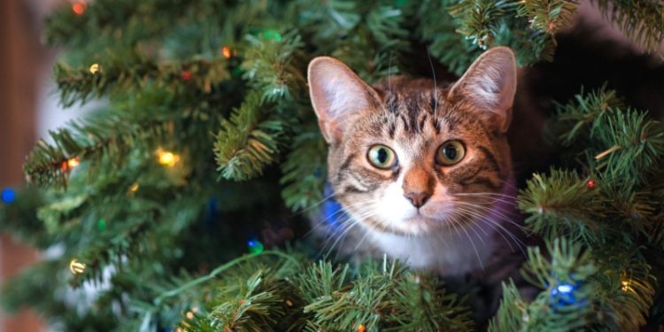 Куда сдать новогоднюю елку после праздников: советы по утилизации