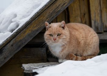 Снег на крыше: почистить или пусть лежит