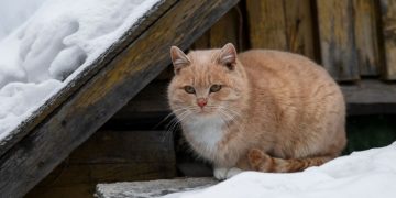 Снег на крыше: почистить или пусть лежит