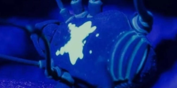 Ученые из Мюнхена обнаружили новый вид «светящихся» паукообразных