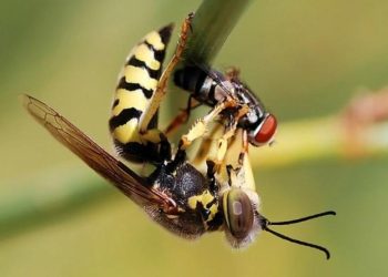 Ученые обеспокоены таинственным исчезновением насекомых по всему миру