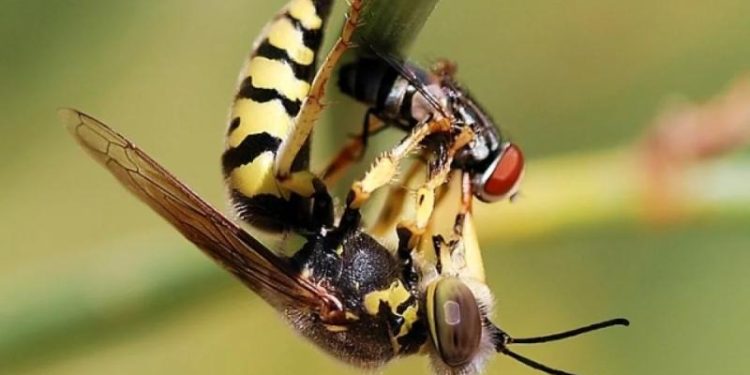 Ученые обеспокоены таинственным исчезновением насекомых по всему миру