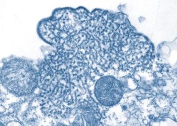 Учёные КНР заявили, что нашли препарат, способный побороть вирус Нипах