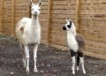 Учёные заявляют, что ламы могут помочь в лечении смертельных болезней