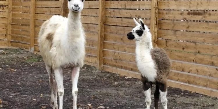 Учёные заявляют, что ламы могут помочь в лечении смертельных болезней
