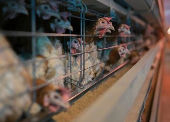 Украинская компания разместила бонды впервые с 2022 года