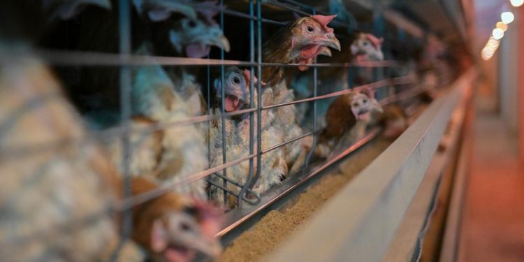 Украинская компания разместила бонды впервые с 2022 года