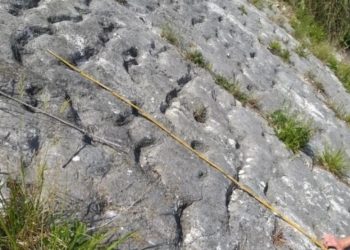 В Италии нашли следы черепах, бежавших 80 млн лет назад от апокалипсиса