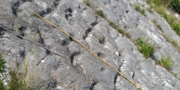 В Италии нашли следы черепах, бежавших 80 млн лет назад от апокалипсиса