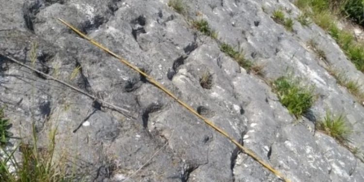 В Италии нашли следы черепах, бежавших 80 млн лет назад от апокалипсиса