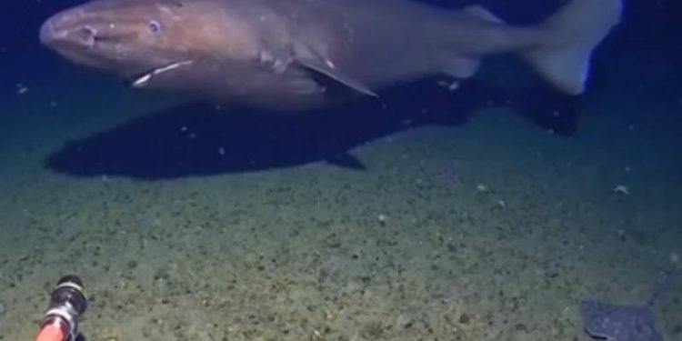 AP: в водах Антарктиды впервые заметили акулу