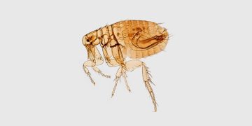 Как избавиться от блох в доме: 10 эффективных средств