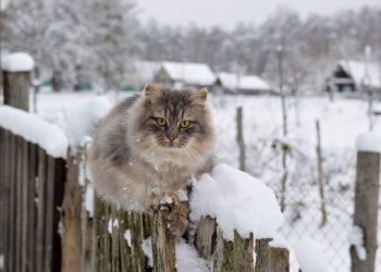 Какие штрафы грозят за снег на даче и кто должен чистить дороги в СНТ